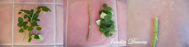 propagar-rosales-por-esquejes