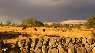Tarta de moras y crema pastelera.