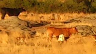 Tarta de moras y crema pastelera.