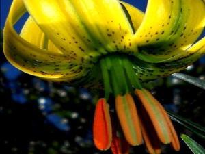 COLORES DE LA NATURALEZA 009 megustaelmedionatural