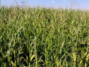 Cultivo maiz exigente en fertilizantes