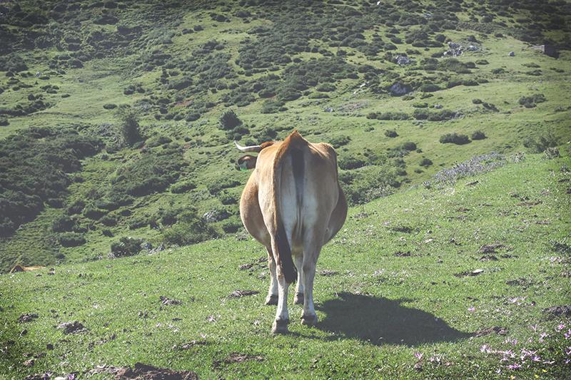 Asturias&Cantabria; photodiary