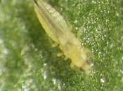 Cómo combatir plagas trips huerto
