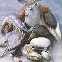 BENEFICIOS DE LOS MARISCOS