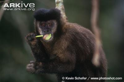 Recuerdos de una infancia salvaje…