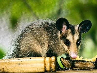Recuerdos de una infancia salvaje…