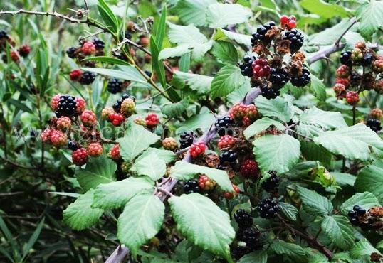 Leyenda de la sierra de Albarracín, la fuente mentirosa