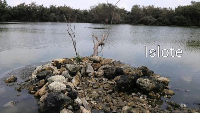 Mejoras de hábitat en la Laguna de Fuente del Rey (Dos Hermanas, Sevilla) a manos de sus vecinos - Improvement of habitat in Fuente del Rey Lagoon (Dos Hermanas, Seville) made by neighbors.