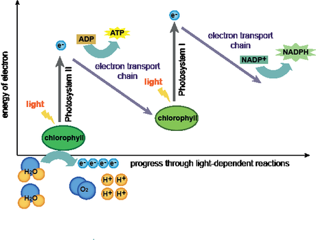 El fotosistema I de los vegetales terrestres