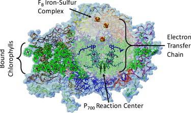 Organización funcional del fotosistema I