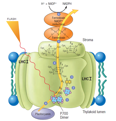Organización funcional del fotosistema I