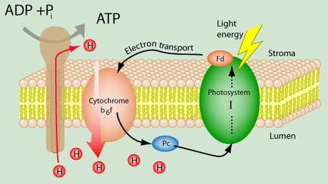 Fotofosforilación cíclica y no cíclica