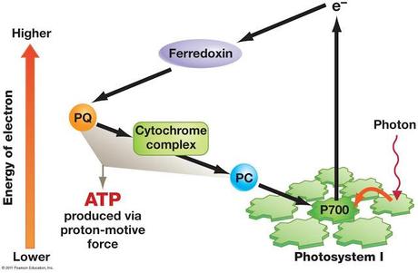 Fotofosforilación cíclica y no cíclica