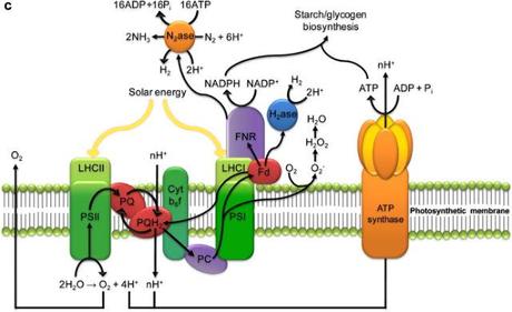 Homologías en reacciones lumínicas II, f1f0 ATP sintetasa de la fotosíntesis