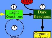 Reacciones oscuridad flujo energético