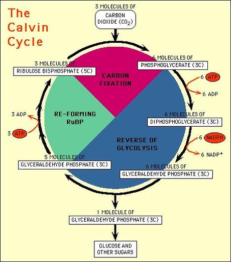 Fases generales del ciclo de Calvin