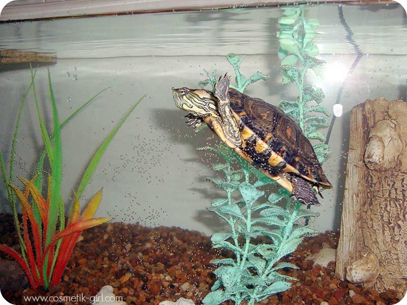 Domingo Free (11)