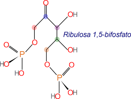 Ciclo de Kalvin-Benson. RuBP a intermediario de 6 carbonos