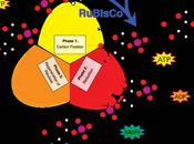 Ciclo Kalvin-Benson. RuBP intermediario carbonos