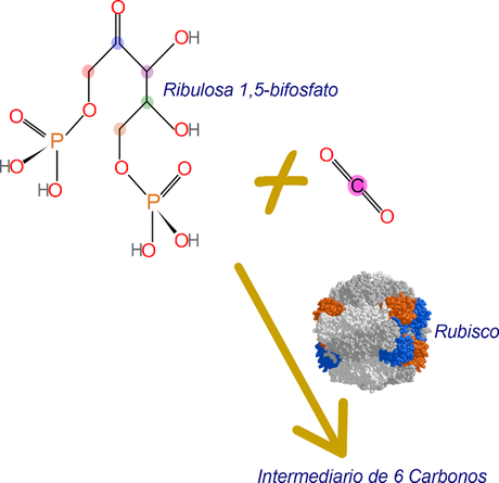 Ciclo de Kalvin-Benson. RuBP a intermediario de 6 carbonos