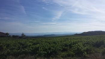 Resumen y fotos de la Fiesta de la Vendimia.