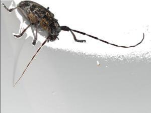 Monochamus galloprovincialis hembra megustaelmedionatural