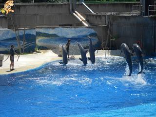 Madrid con niños (III): Zoo Aquarium de Madrid