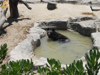 Madrid con niños (III): Zoo Aquarium de Madrid