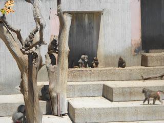 Madrid con niños (III): Zoo Aquarium de Madrid