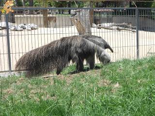 Madrid con niños (III): Zoo Aquarium de Madrid