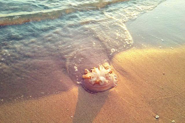 Costa da Caparica day 2