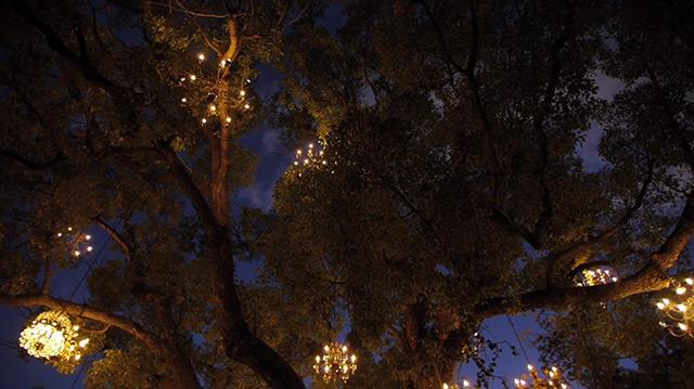 El árbol de la lámpara de Silver Lake árboles iluminación luz instalación documental