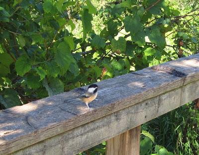 Sobre el pantano: Hendrie Valley, Burlington, ON, Canadá