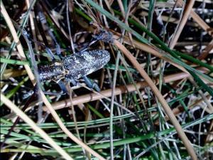 Monochamus galloprovincialis macho 01 megustaelmedionatural