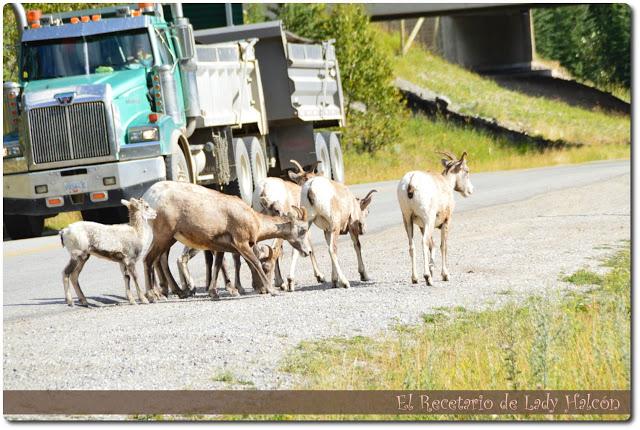 De viaje por Canadá II