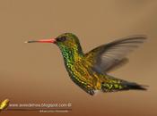 Picaflor común (Glittering-bellied Emerald) Chlorostilbon aureoventris