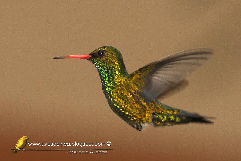 Picaflor común (Glittering-bellied Emerald) Chlorostilbon aureoventris