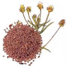 zaragatona Plantago psyllium o zaragatona, una semilla para regular las funciones intestinales y adelgazar