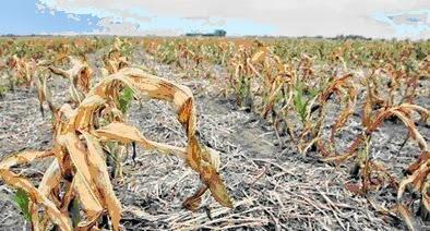 Adaptando las plantas a la sequía