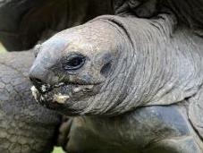 tortuga gigante malaya reproduce primera España