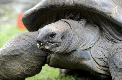 Noticia: La tortuga gigante malaya se reproduce por primera vez en España