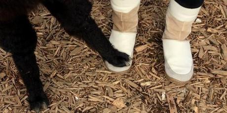 alpaca pisando el pie de alguien