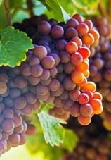 gewürztraminer
