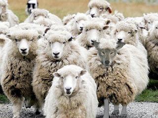 La vía hispano-catalana al fascismo