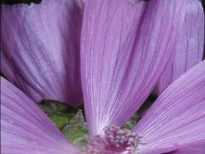 COLORES DE LA NATURALEZA 004 megustaelmedionatural