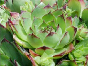 COLORES DE LA NATURALEZA 008 megustaelmedionatural