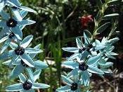 Cómo plantar bulbos ixias jardín