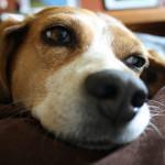 neumonía en los perros