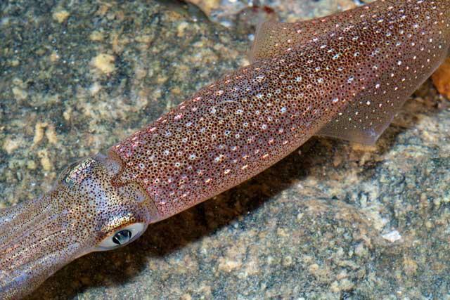 calamar opalescente (Doryteuthis opalescens)