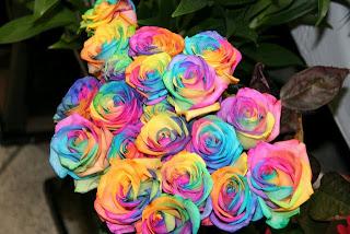 La Rosa Arcoiris una flor que cautiva con sus colores
